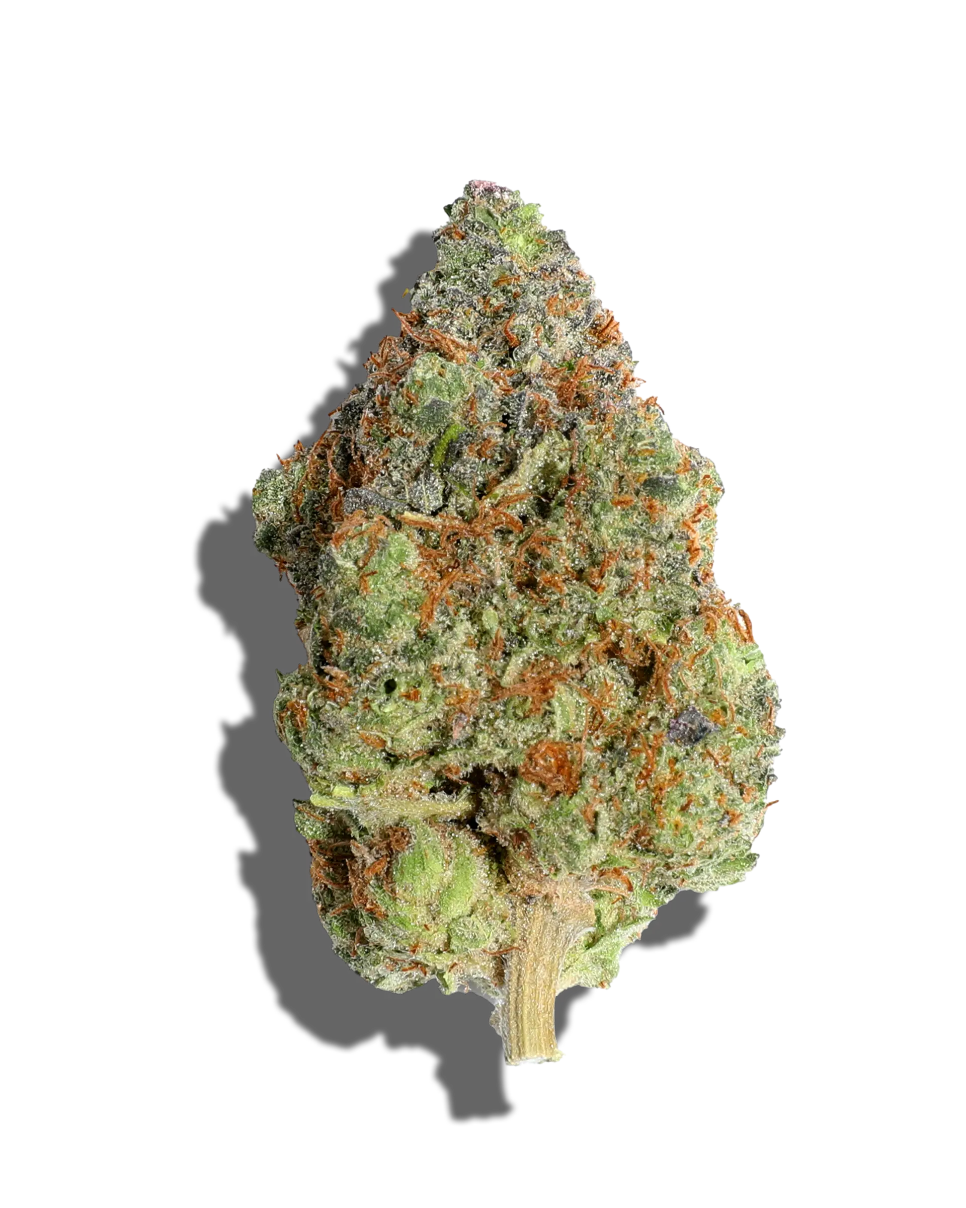 Tropicana